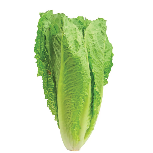 Romanie Lettuce 12x3Pack