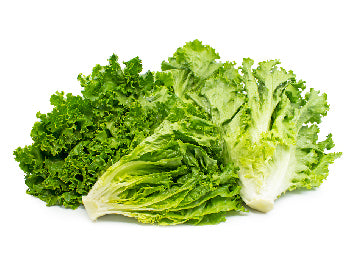 Green Leaf Lettuce 24's Carton