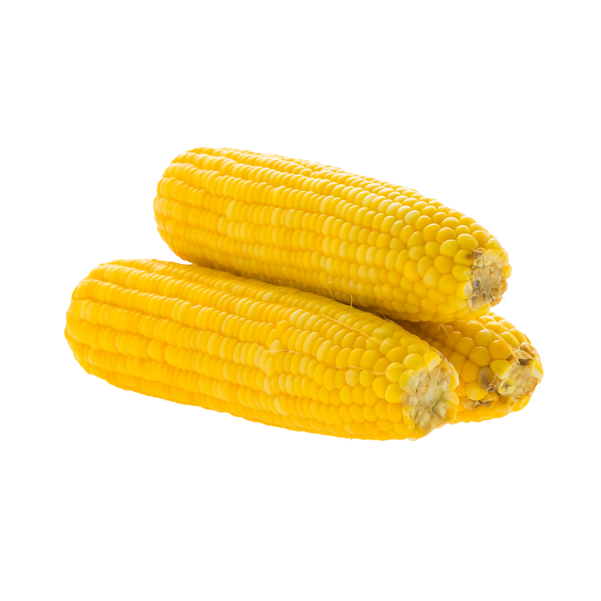 Corn Box of 48 CT