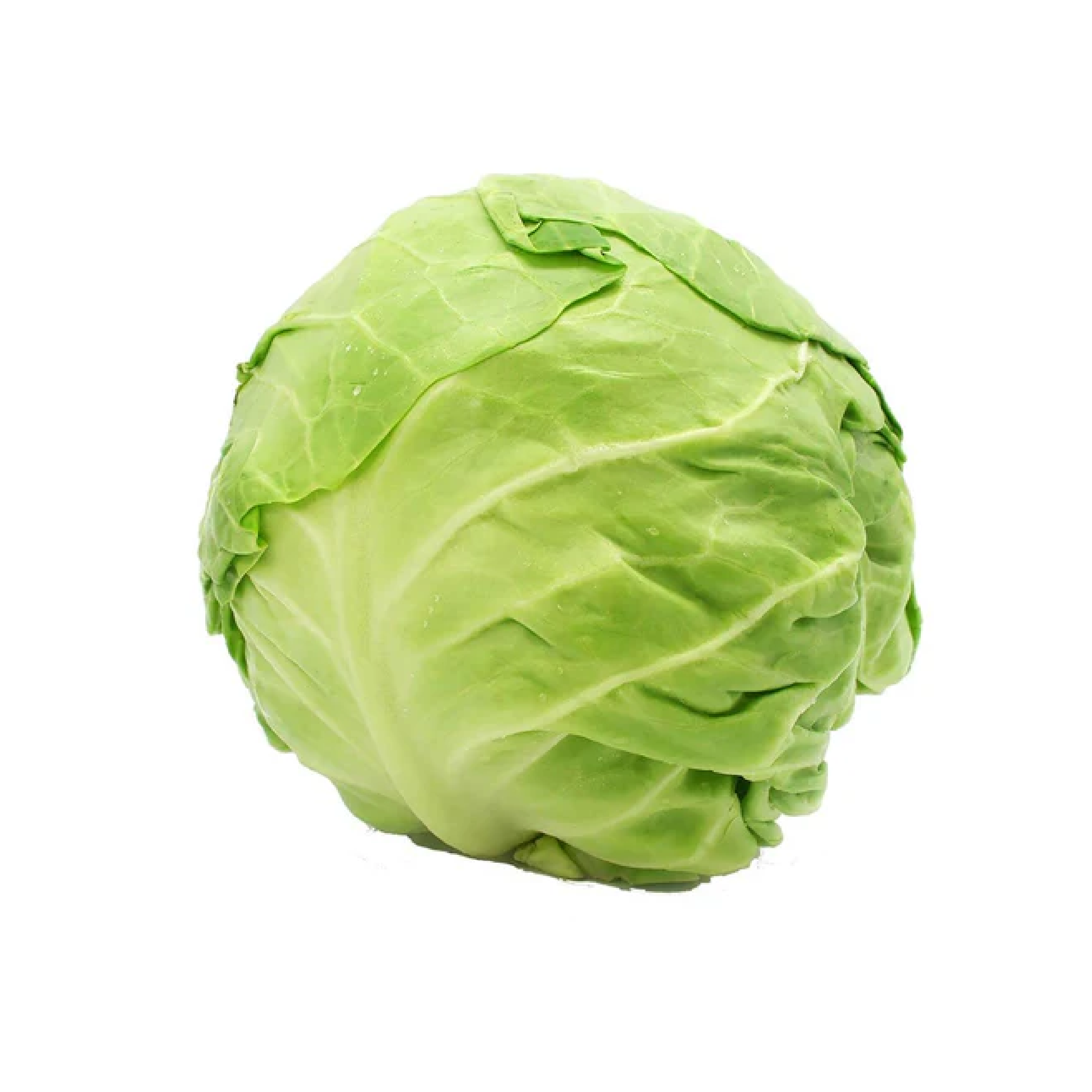 Green Cabbage 12 in Case